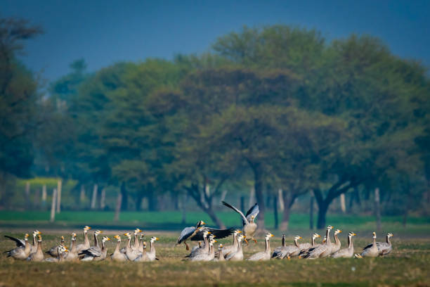 istock Bar-headed goose or Anser indicus flock flying in beautiful blue background in an open grass field at India 1160914249