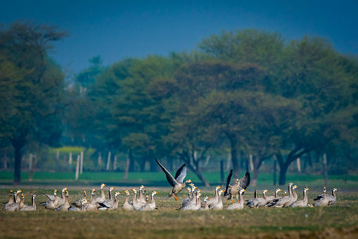 Bar-headed goose or Anser indicus flock flying in beautiful blue background in an open grass field at India