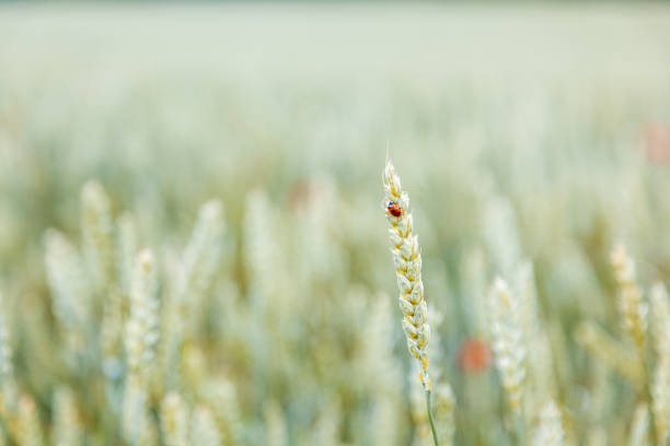 schöne sommer hintergrund und textur, marienkäfer sitzt auf einer weizenspitze in einem feld - ladybug wheat nature insect stock-fotos und bilder