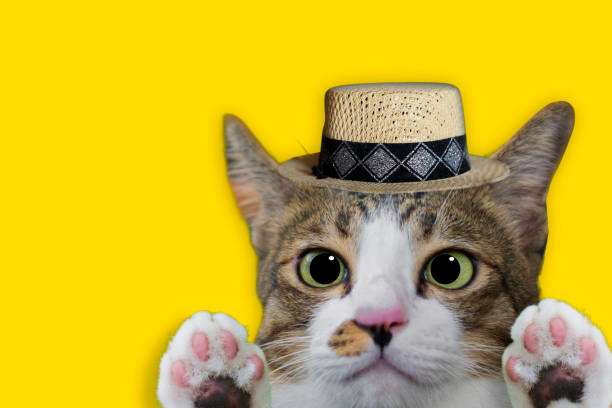 istock Thai cat smile weat hat on yellow isolated background for animal image 1160915683