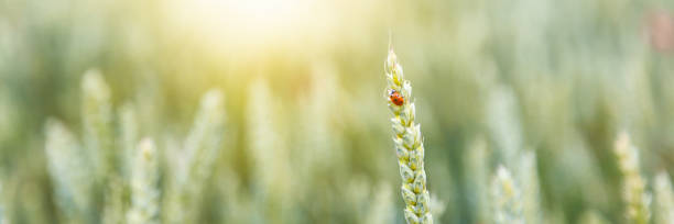 istock Beautiful summer background and texture, ladybug sits on a wheat spike in a field 1160915774
