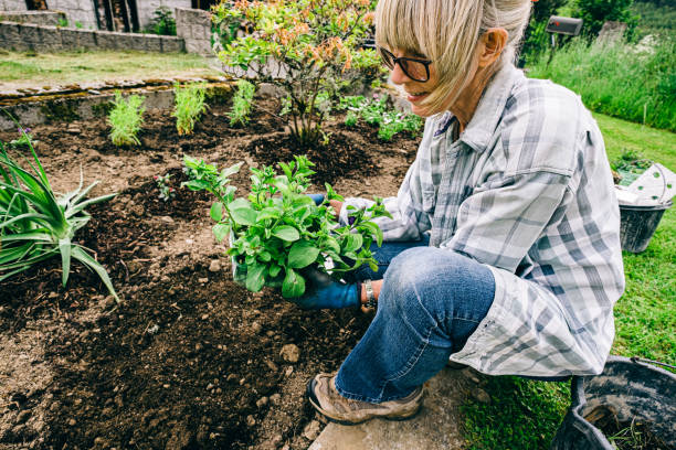 istock Healthy plants and good soil just need sun and water 1160915775