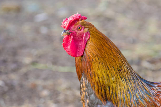 istock feathery bird colorful cock on a walking 1160916504