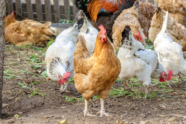 istock chicken grazes in the farmyard yard 1160916657