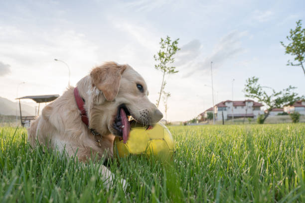 istock Golden retriever dog rests on the grass 1160918499
