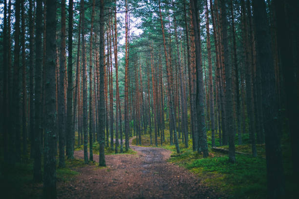 istock beautiful dense pine forest, beautiful atmospheric landscape 1160919326
