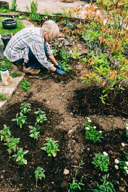istock Healthy plants and good soil just need sun and water 1160920387