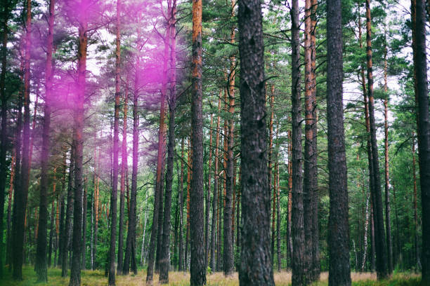 Wild beautiful dense tall  pine forest, beautiful atmospheric landscape