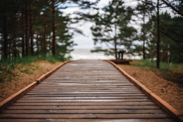 Wooden path for walking in a beautiful pine forest, baltic sea