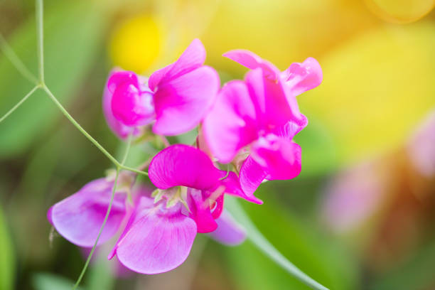 peas in bloom in the garden