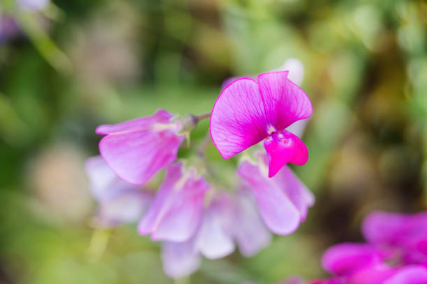 peas in bloom in the garden