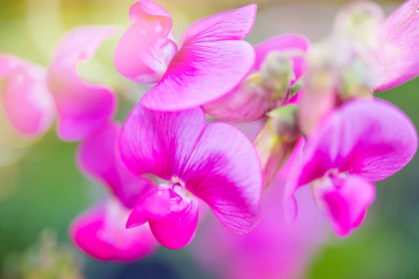 istock beautiful pea flower in close-up 1160922961