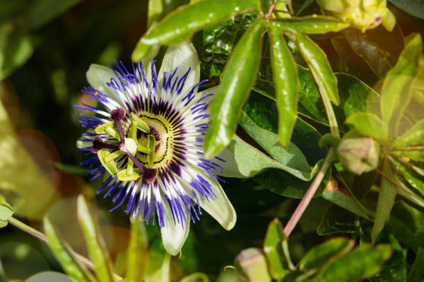 istock clematis in bloom under the rays of the sun 1160922991