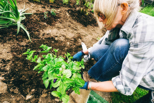 istock Healthy plants and good soil just need sun and water 1160923066