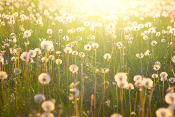 istock Dandelion on the meadow at sunlight background in springtime. Dandelions in meadow during sunset. dandelions on the field 1160924417