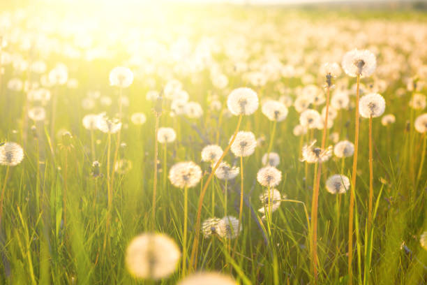 istock Dandelion on the meadow at sunlight background in springtime. Dandelions in meadow during sunset. Meadow with dandelions and warm sunlight 1160924447