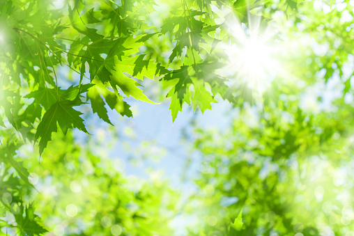 Backlit of tree with fresh green leaves in springtime and lens flare.