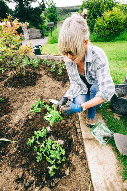 istock Healthy plants and good soil just need sun and water 1160924658