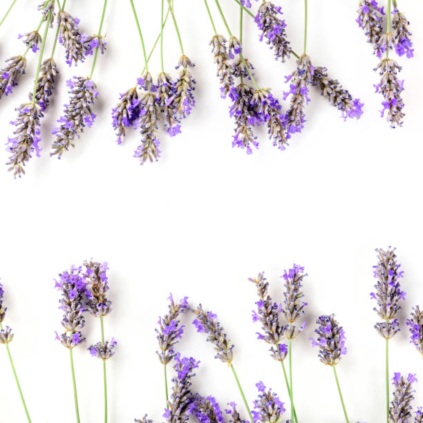istock A square frame of blooming lavender flowers on a white background with copy space 1160925497