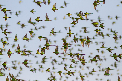 Australian Budgerigar flock in western Queensland