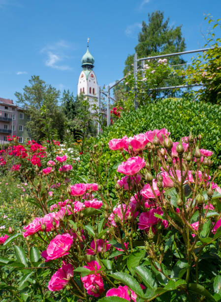 istock Rose garden in Rosenheim in summer 1160926101