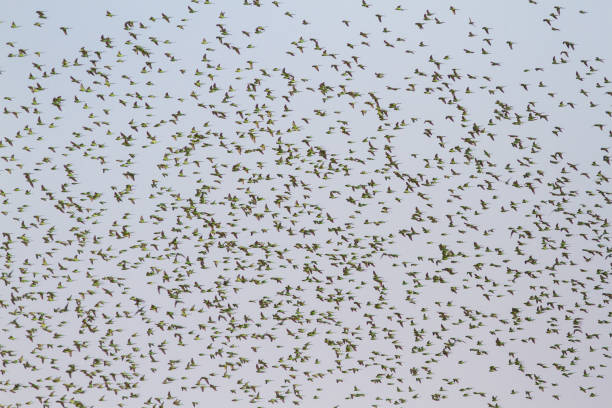 istock Australian Budgerigar flock in western Queensland 1160926134