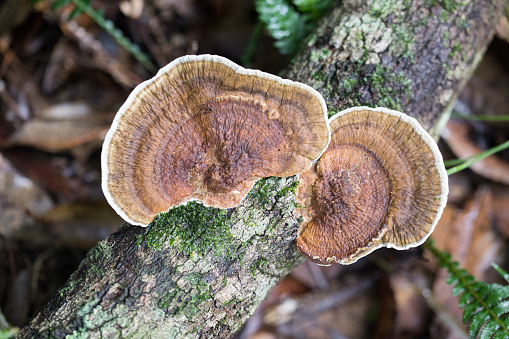 Bracket Fungi found in the rain forest