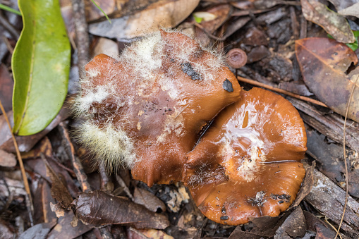 Fungi found on the rain forest floor