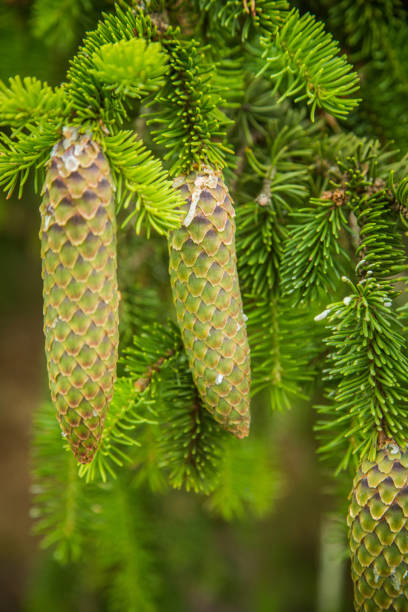 Beautiful, young spruce tree cones with resin dripping. Spring scenery, Christmas decoration.