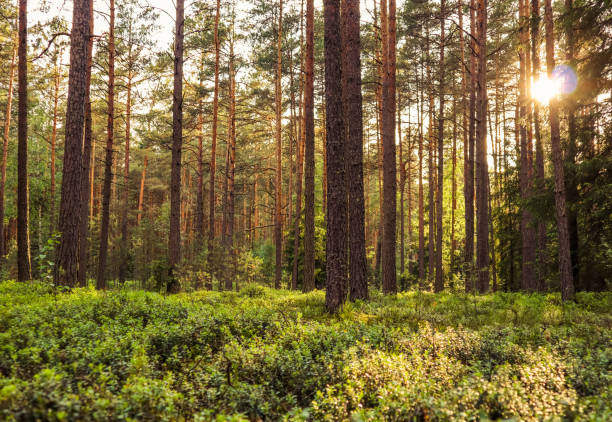 istock Sunlight on trees in a pine forest at sunset 1160927428
