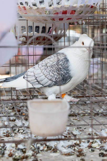 istock Cage pigeons, waiting for sale 1160927738