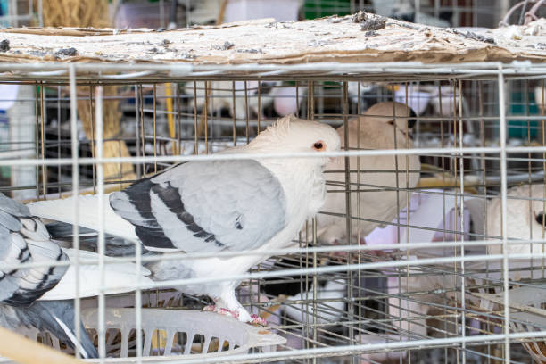 istock Cage pigeons, waiting for sale 1160927748