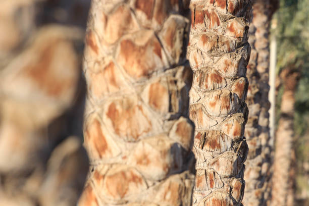 Palm Leaf Texture in soft afternoon sunlight, sensual close up of nature palm wood texture
