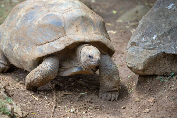 istock Giant turtles, dipsochelys gigantea in tropical island Mauritius 1160928564