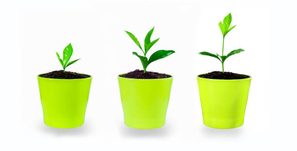 istock Plant evolution - seedlings growing in small glasses, isolated 001 1160928911