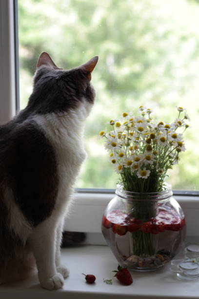 istock The cat on the windowsill looks out the window 1160929011