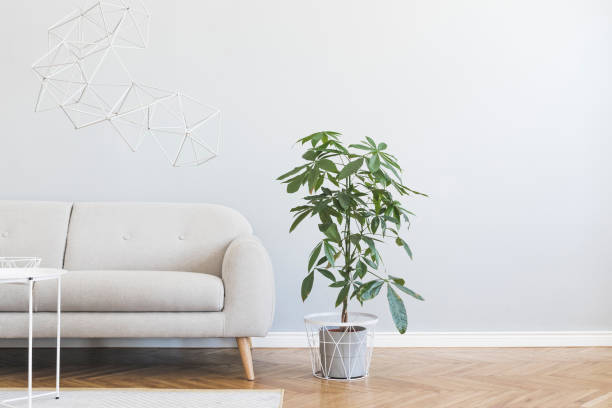 istock Minimalistic and stylish interior of open space with design gray sofa, coffee table, big plant, accessories. Gray background walls, brown wooden parquet. Modern concept of room. Template. Copy space. 1160929203