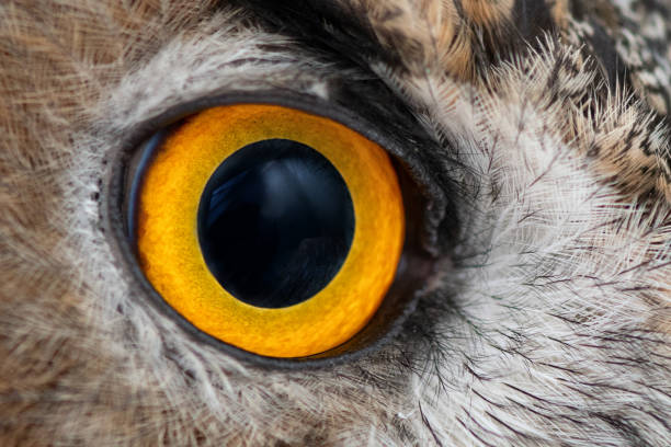 istock Eagle owl eye close-up, eye of the Eurasian Eagle Owl, bubo bubo 1160929875