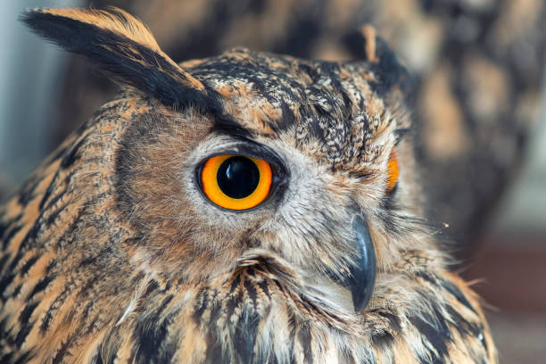 istock Portrait of the Eurasian Eagle Owl, bubo bubo. On white background. CLose up 1160929902