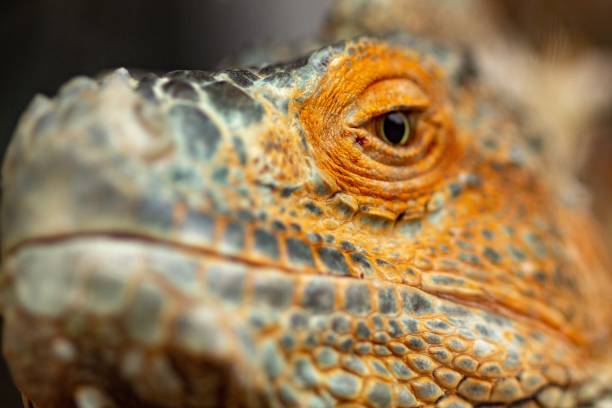 istock orange iguana animal red lizard,  wild. 1160929908