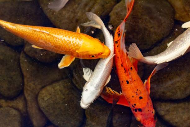 istock Carp in pond, colorful fish,  orange. 1160929999