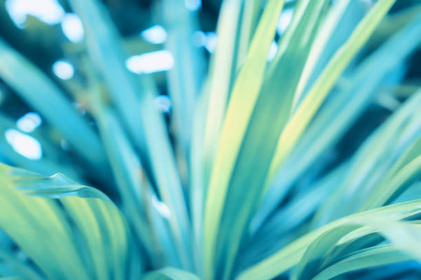istock green leaves at sunrise spring nature wallpaper background 1160930081