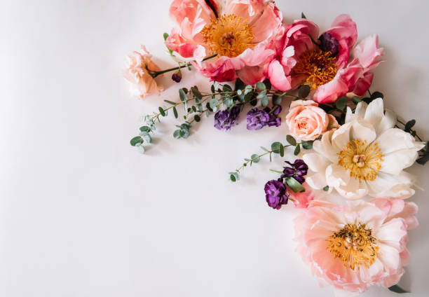 mooie bloeiende koraal pioenen, matthiola, rozen en eucalyptus maken van een frame op de witte achtergrond, bovenaanzicht, platte lay - bloemenmotief fotos stockfoto's en -beelden