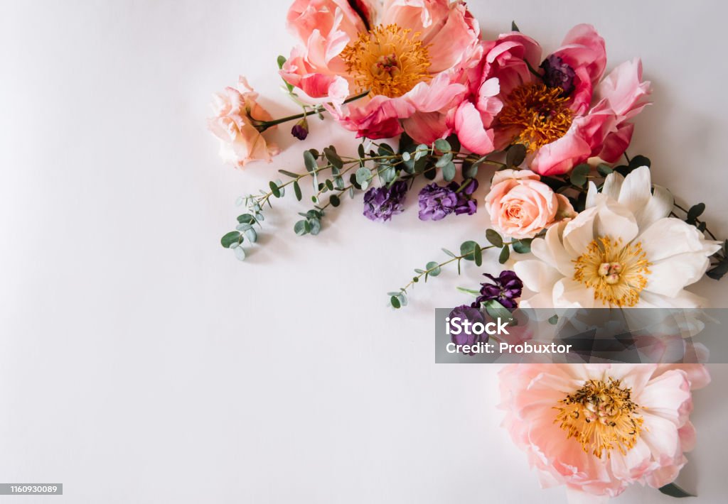 Beautiful blossoming coral peonies, matthiola,roses and eucalyptus making a frame on the white background, top view, flat lay Flower Stock Photo