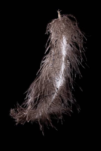 feather ostrich on black background, bird plume,  macro. - ostrich bird wind fluffy imagens e fotografias de stock