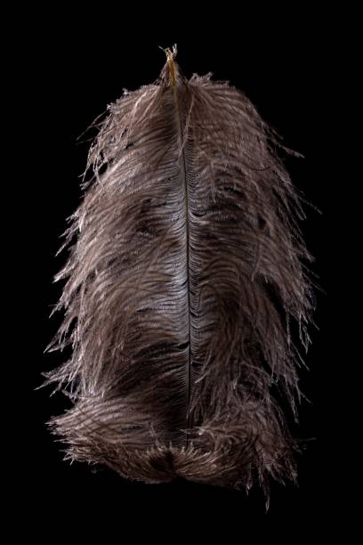 feather ostrich on black background, bird plume,  africa. - ostrich bird wind fluffy imagens e fotografias de stock