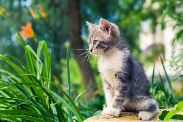 istock kitten cat stray cute pet. adorable outside. 1160930114