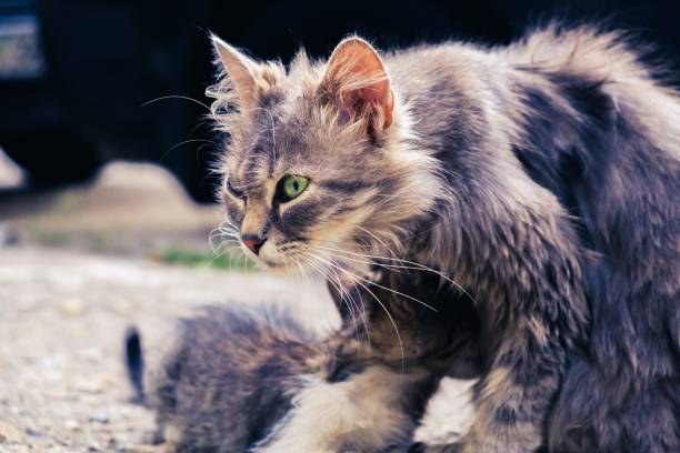 istock kitten cat stray cute pet. domestic shelter. 1160930116