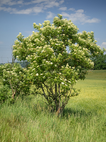 Small tree of elderberry (Sambucus) in bloom on a green meadow in front of a blue sky.