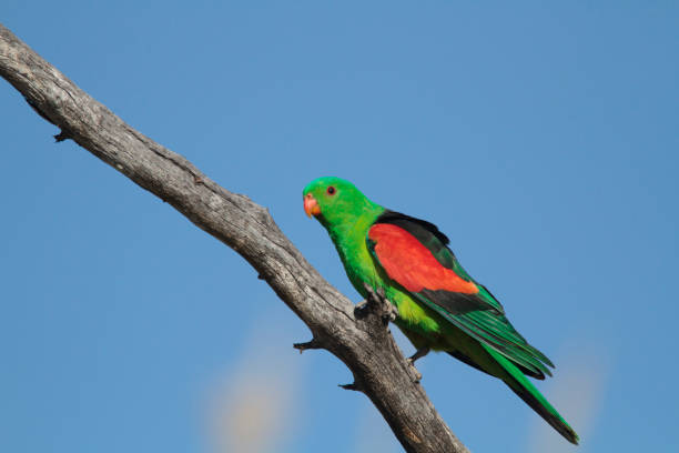 Red winged Parrot on branch with copy space stock photo